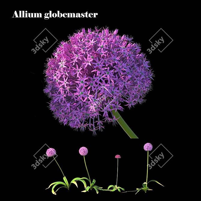 Gorgeous Pink Allium Globemaster 3D model image 1