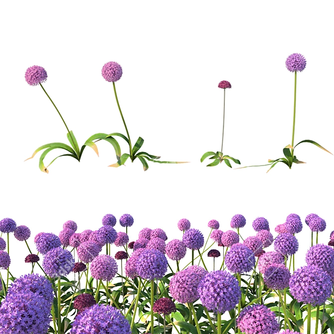 Gorgeous Pink Allium Globemaster 3D model image 2