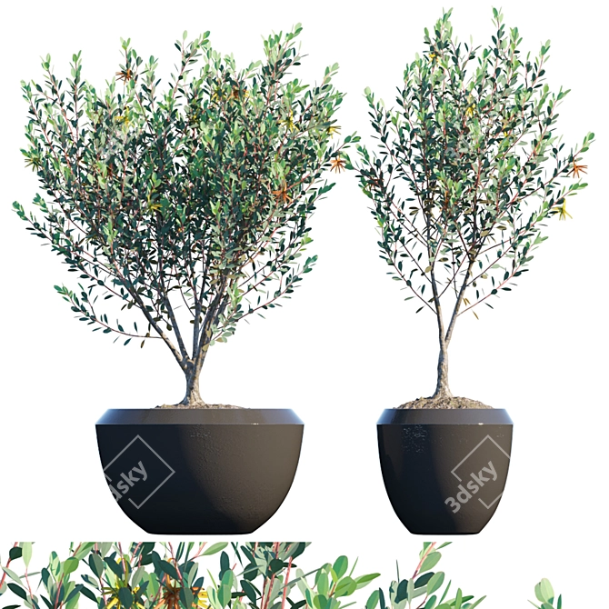 Elegant Eucalyptus Lehmannii: Potted Splendor 3D model image 1