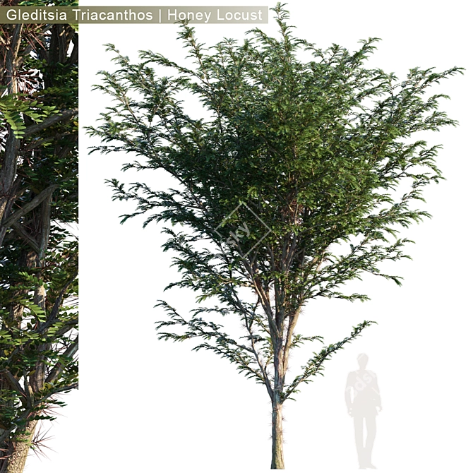 Glorious Honey Locust Tree 3D model image 1