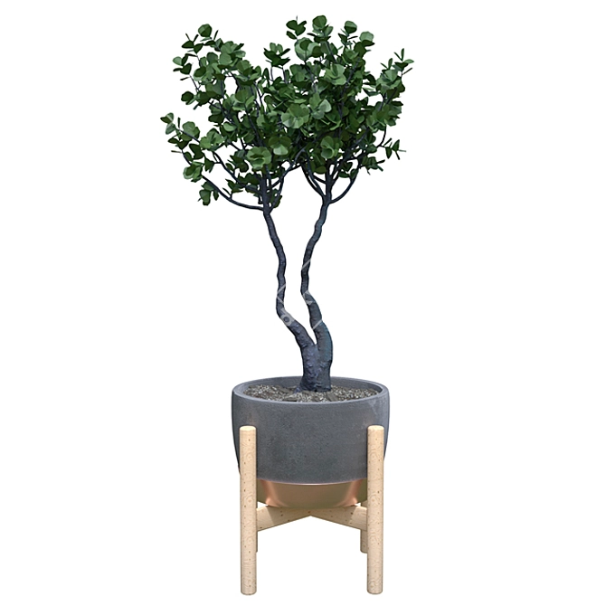 Elegant Ficus Benjamina: Indoor Bliss 3D model image 1