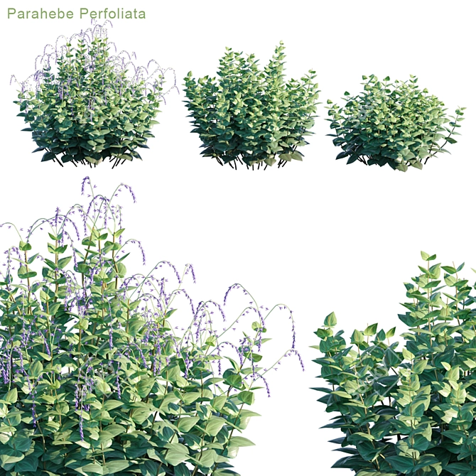 Vibrant Varieties of Parahebe Perfoliata 3D model image 1