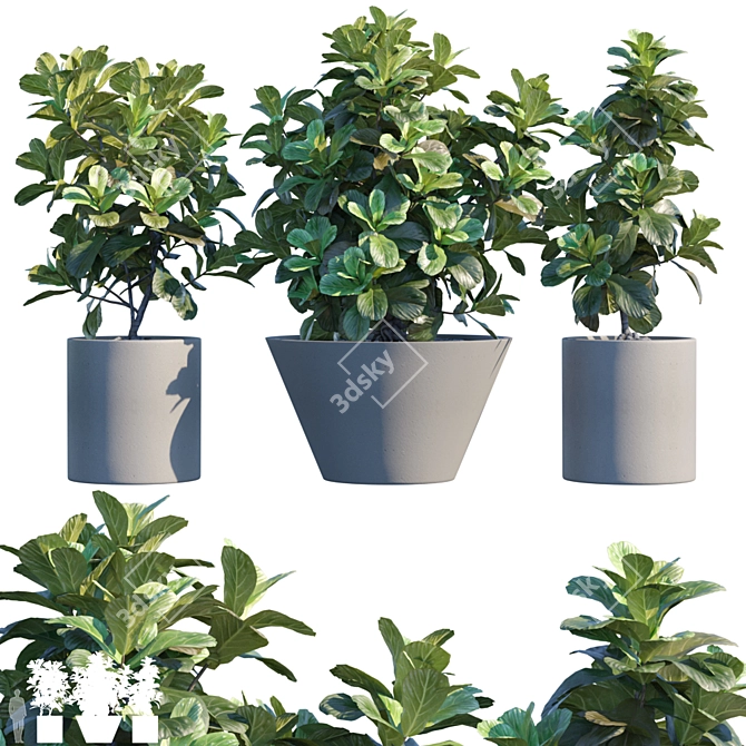 Ficus Lyrata: Elegant Potted Plant 3D model image 1