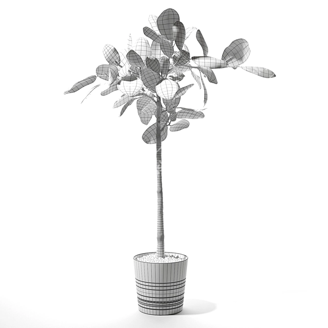 Bengal Ficus Set - Lush & Elegant 3D model image 2