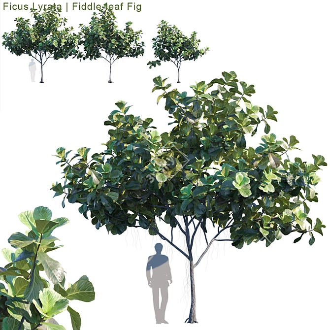 Fiddle-leaf Fig | Lifelike Ficus 3D model image 1