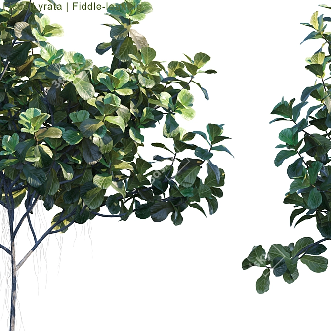 Fiddle-leaf Fig | Lifelike Ficus 3D model image 2