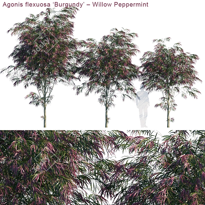 Burgundy Willow Peppermint: Vibrant Agonis Flexuosa Plant 3D model image 1