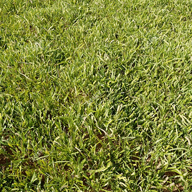 Realistic Translucent Grass Model 3D model image 1