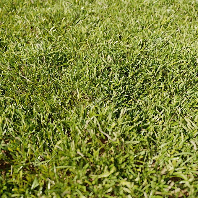 Realistic Translucent Grass Model 3D model image 2