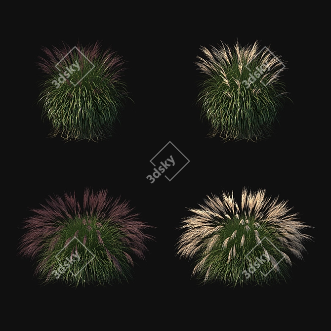 Elegant Miscanthus Sinensis Ornamental Grass 3D model image 2