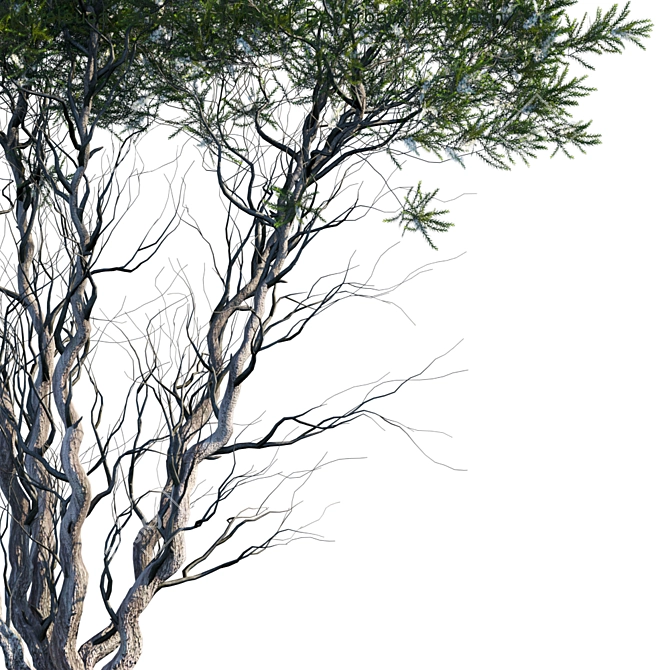 Elegant Black Paperbark Tree 3D model image 2