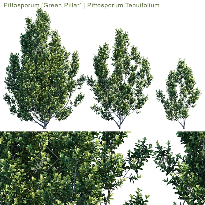 Sleek and Green Pittosporum "Green Pillar 3D model image 1