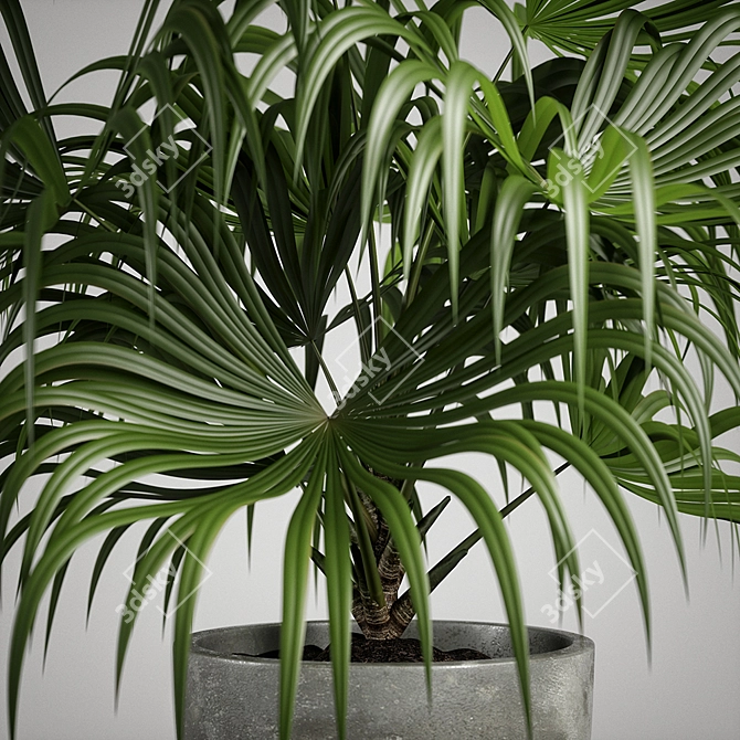 Exotic Chinese Fan Palm 3D model image 2