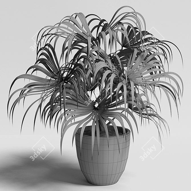 Exotic Chinese Fan Palm 3D model image 3