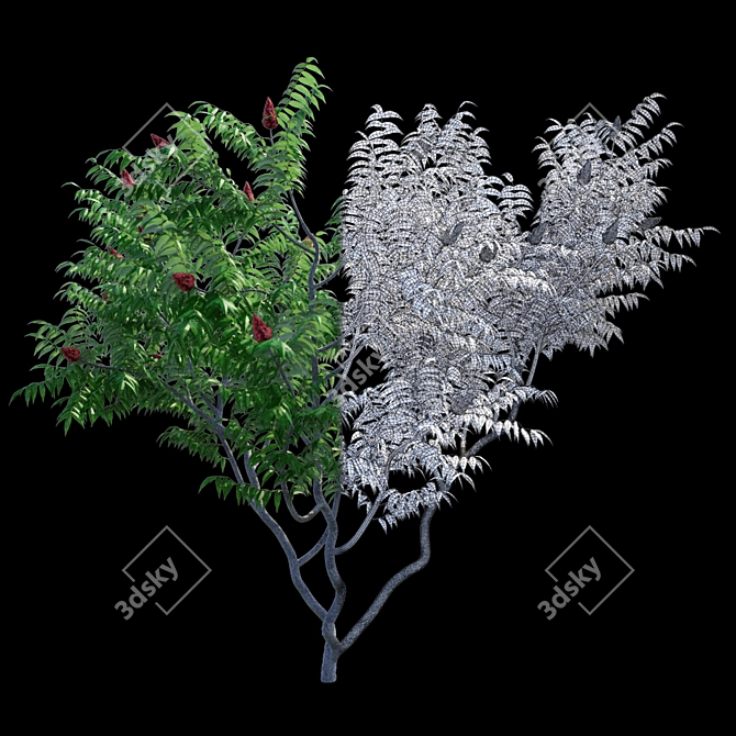 Sumac Deer Horn Bush | Rhus typhina 3D model image 2