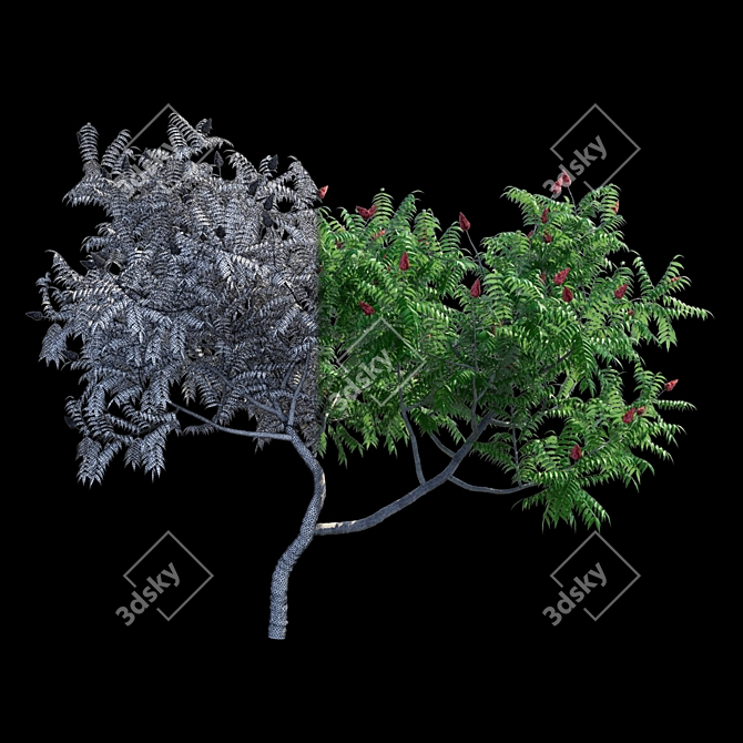 Sumac Deer Horn Bush | Rhus typhina 3D model image 3