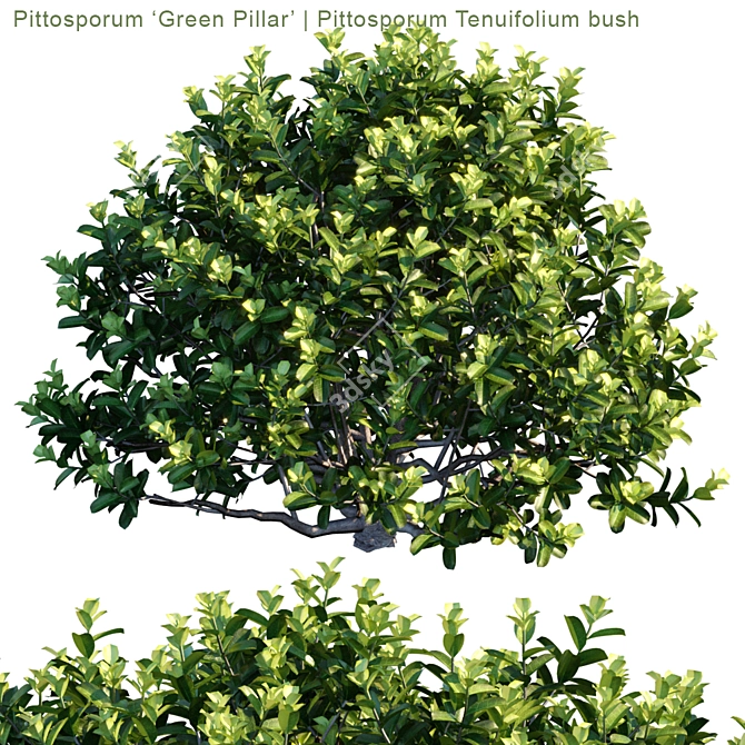 Versatile Green Pillar Bush | Pittosporum tenuifolium 3D model image 2