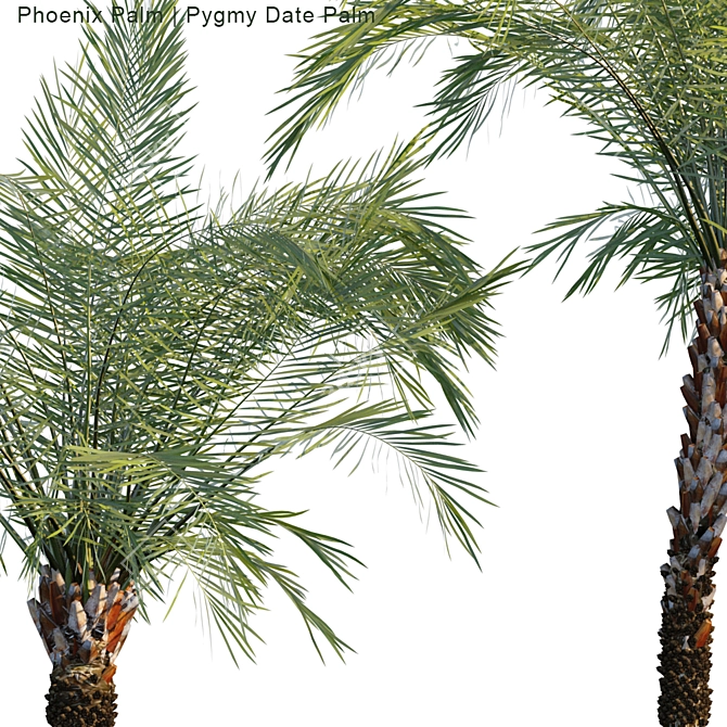 Tropical Paradise: Phoenix & Pygmy Palm 3D model image 2