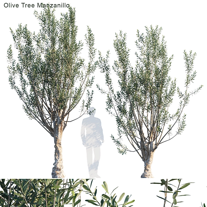 Manzanillo Olive Tree: Lifelike Model with Vertex Color 3D model image 1