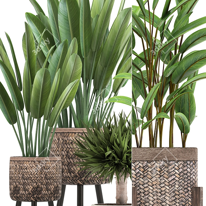 Exquisite Indoor Plant Collection 3D model image 2
