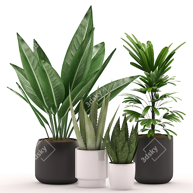 Tropical Paradise: Aloe Vera, Palm Plant & Black/White Pot 3D model image 2