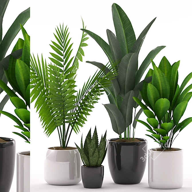 Exotic Indoor Plant Collection 3D model image 1