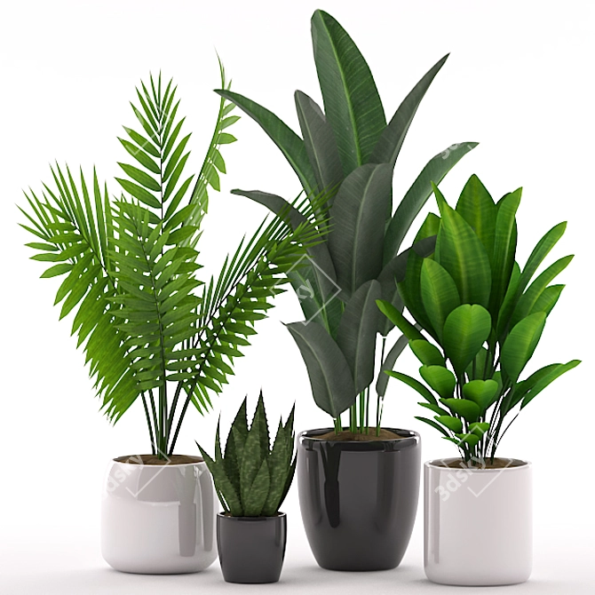 Exotic Indoor Plant Collection 3D model image 2