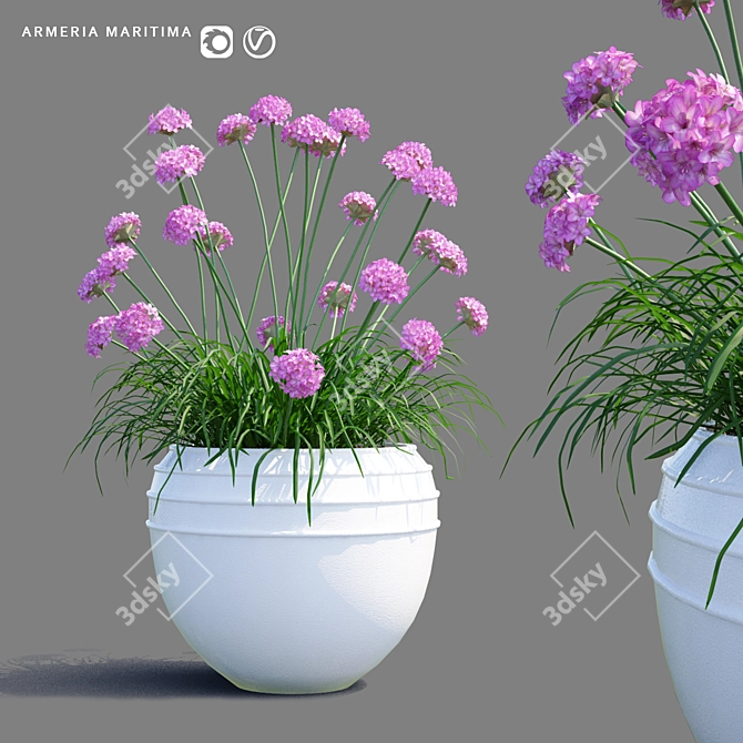 Coastal Beauty in a Pot | Primorsky Armeria 3D model image 1