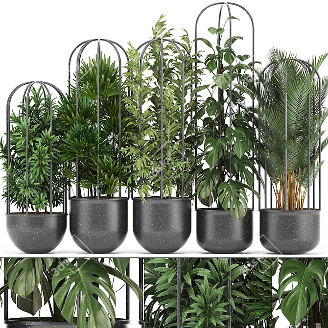 Exotic Indoor Plant Collection 3D model image 1