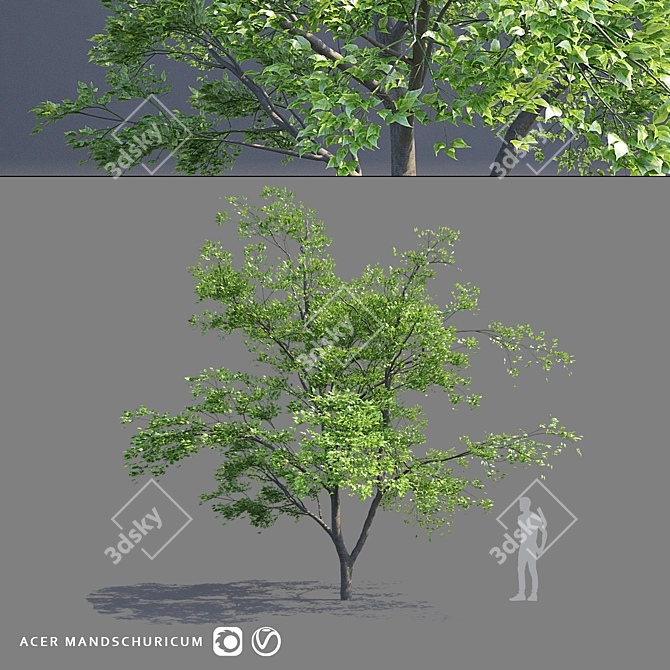 Maple Manchurian Tree | Premium Quality 3D model image 1