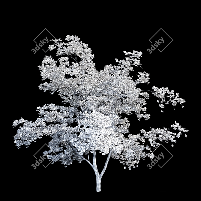 Maple Manchurian Tree | Premium Quality 3D model image 2