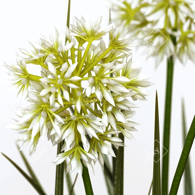 Realistic Artificial White Onion 3D model image 3