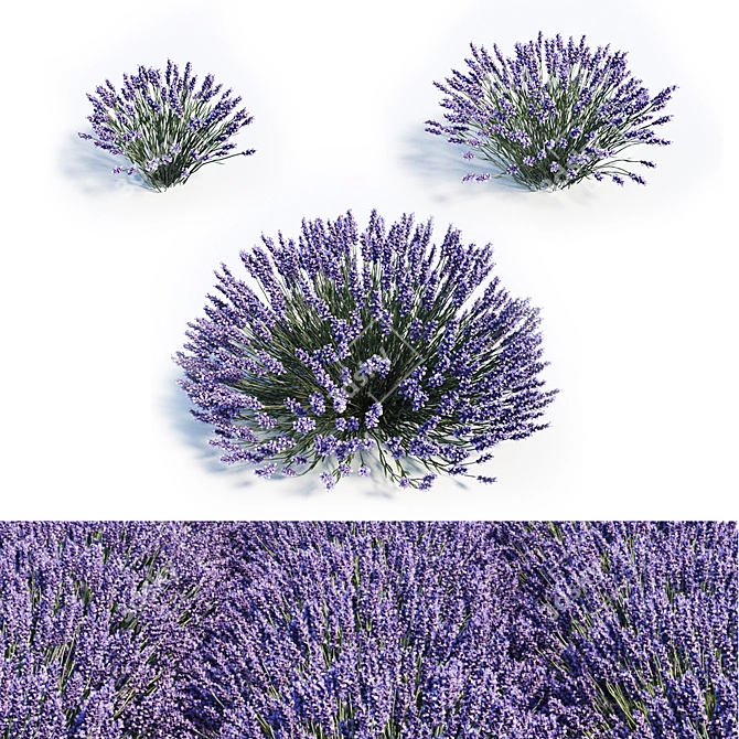 Elegant Lavender Trio: 40cm, 50cm, 60cm 3D model image 1