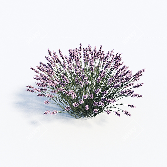 Elegant Lavender Trio: 40cm, 50cm, 60cm 3D model image 2