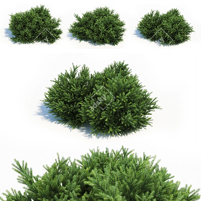 Evergreen Coniferous Picea Orientalis: Mini Landscaping Marvel 3D model image 1