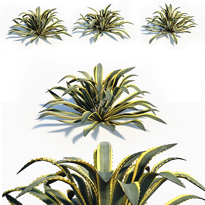 Agave Americana: Stunning, Natural, Realistic 3D model image 1