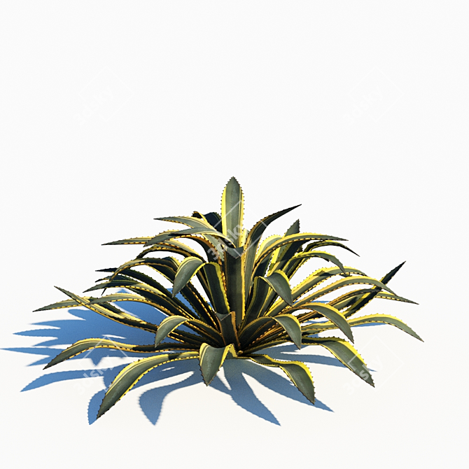 Agave Americana: Stunning, Natural, Realistic 3D model image 3