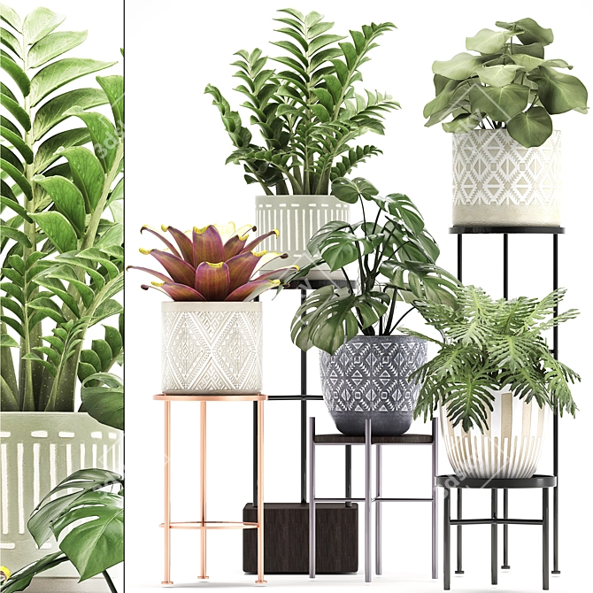 Exotic Houseplant Collection: Bromelia, Monstera, Zamioculcas 3D model image 1