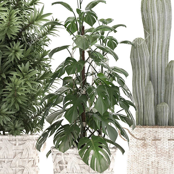 Exotic Houseplant Collection 3D model image 2