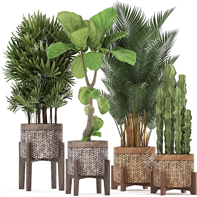 Exotic Plant Collection: Ficus Lyrata, Raphis Palm, Cactus 3D model image 1