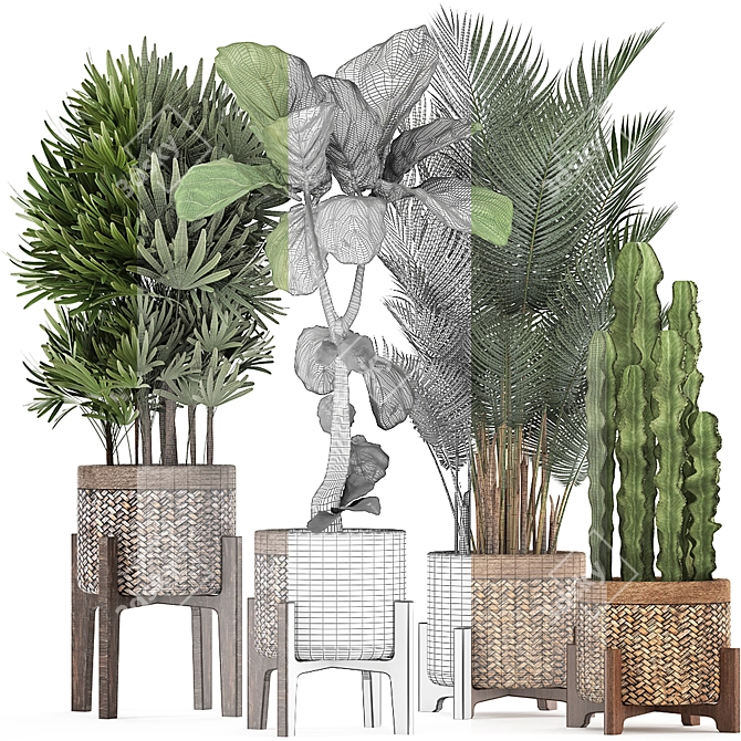 Exotic Plant Collection: Ficus Lyrata, Raphis Palm, Cactus 3D model image 3