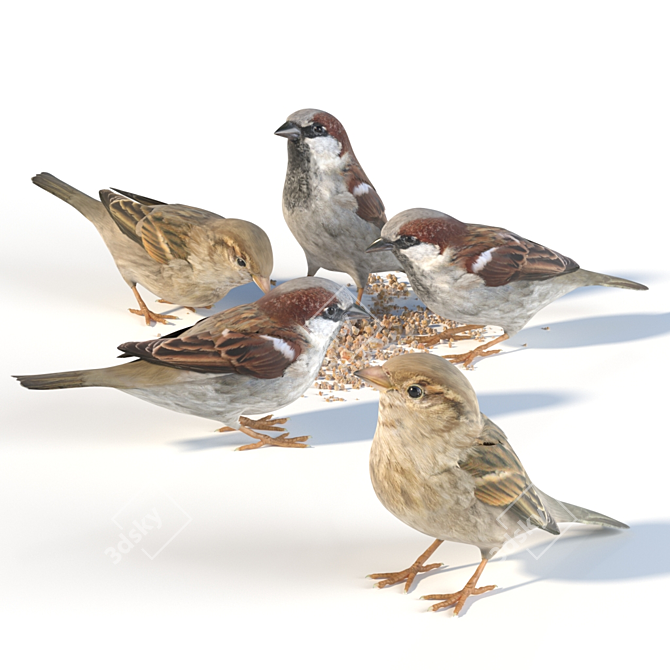 Sparrow Models: Varied Poses & Plumages 3D model image 3