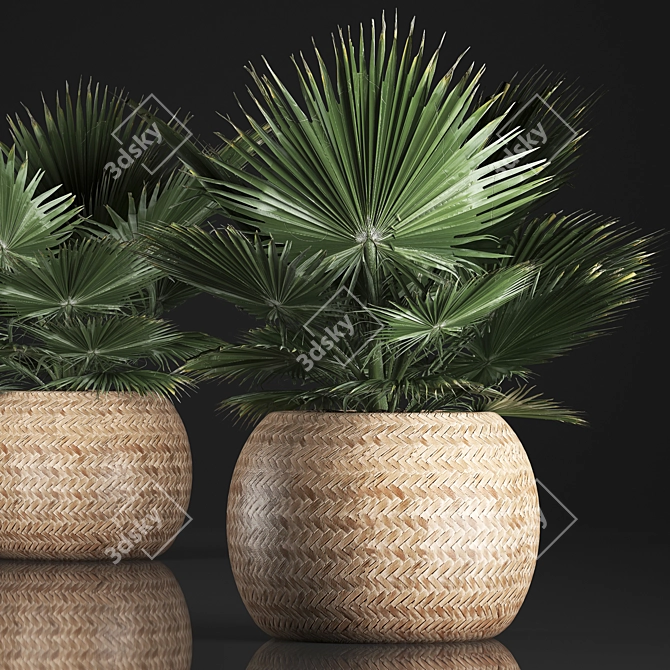 Exotic Plant Collection: Fan Palm, Interior & Brahea 3D model image 1