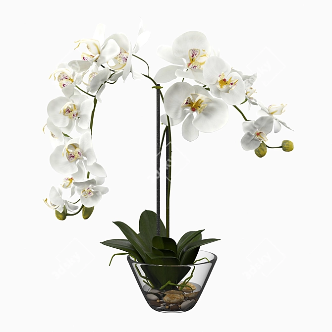 Elegant Silk White Orchid 3D model image 1