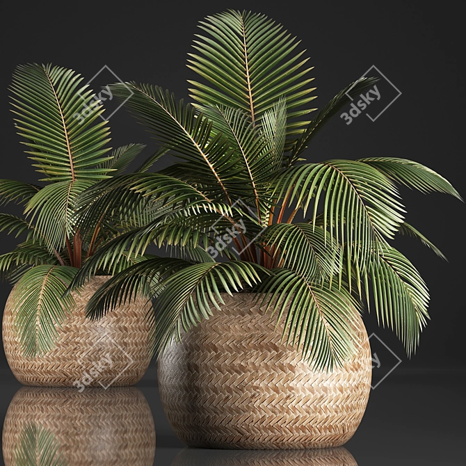 Exotic Palm Collection in Rattan Pot 3D model image 1