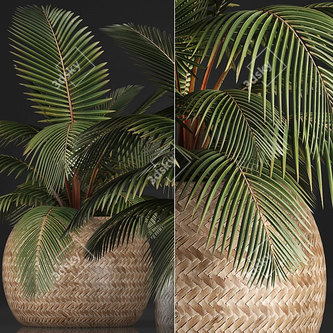 Exotic Palm Collection in Rattan Pot 3D model image 2