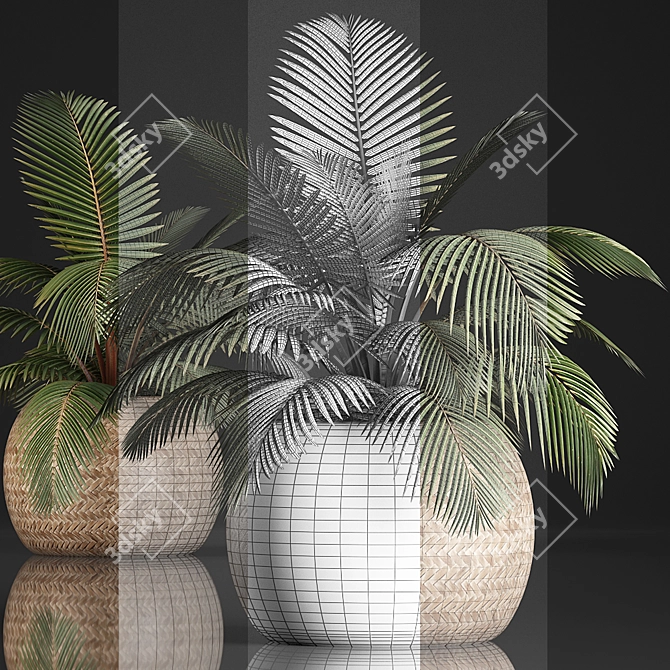 Exotic Palm Collection in Rattan Pot 3D model image 3