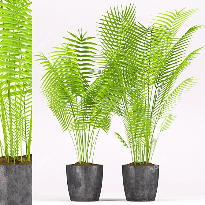 Tropical Palm Plant in Concrete Pot 3D model image 1