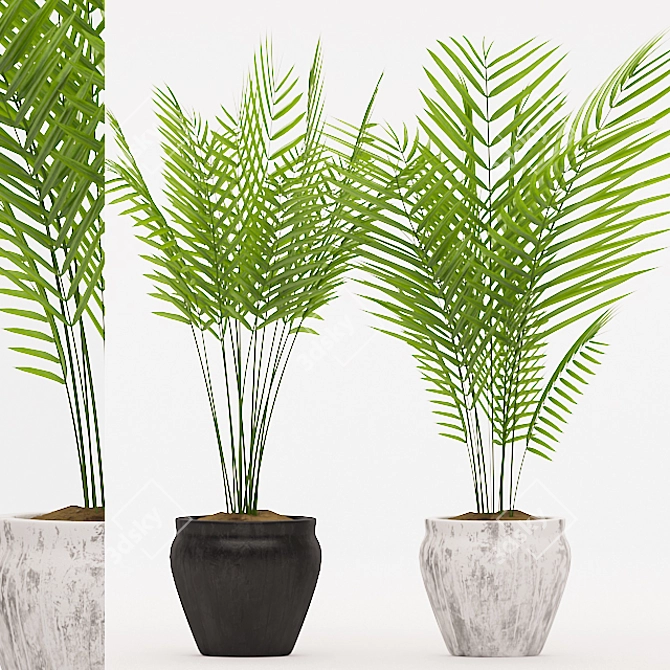 Title: Modern Palm Plant in Concrete Pot 3D model image 1