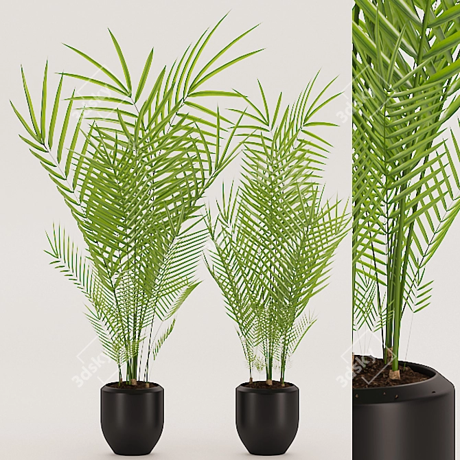 Tropical Palm with Black Pot 3D model image 1